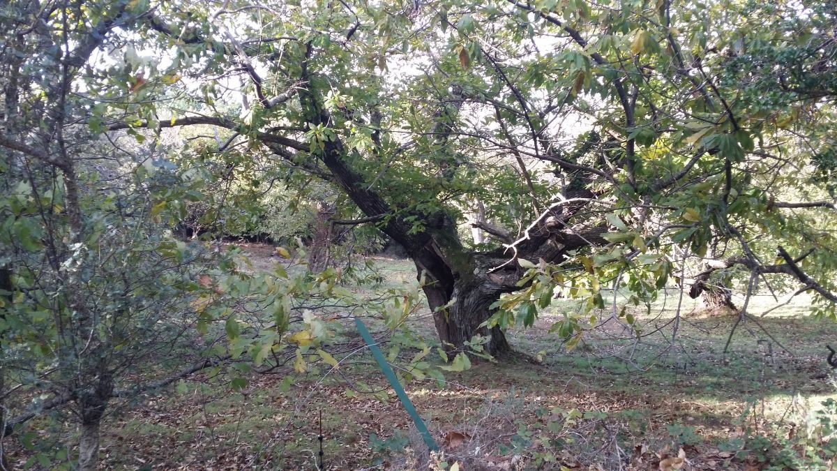 Collobrières, le Laïre