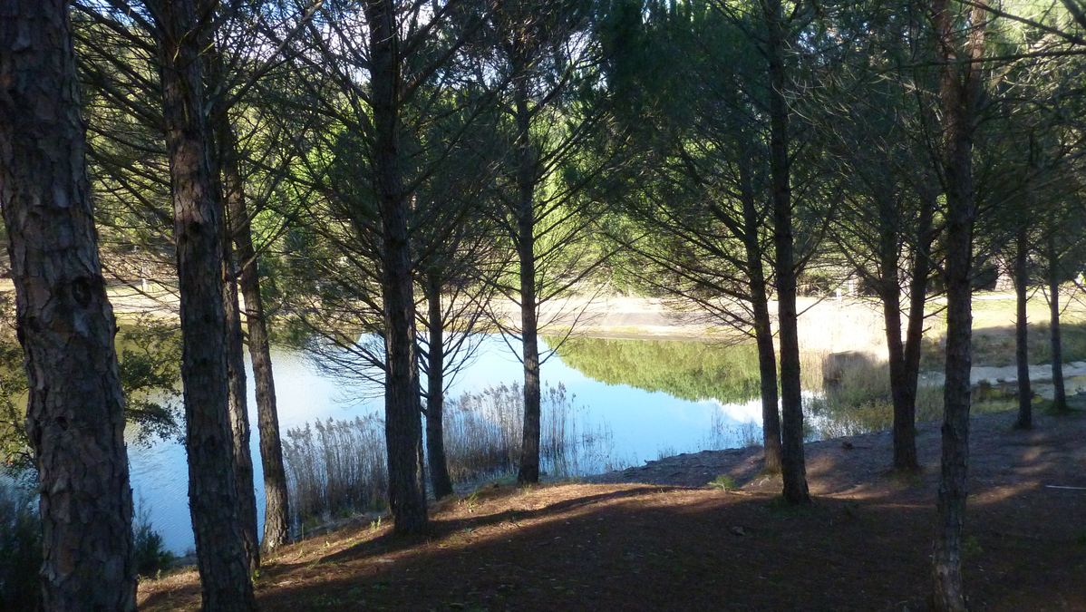Le Crapauds