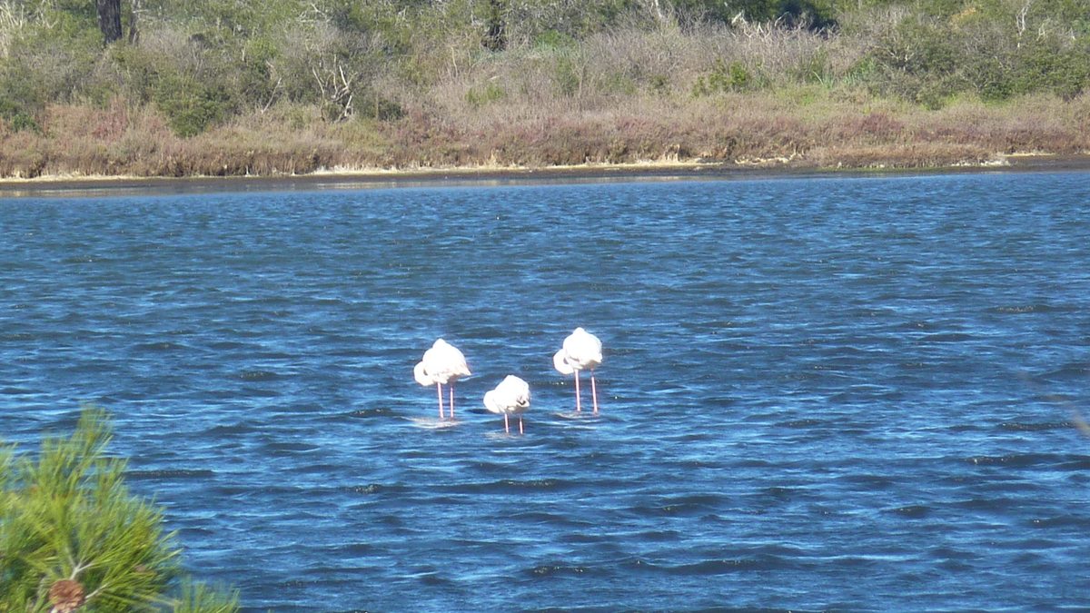 Les Salins