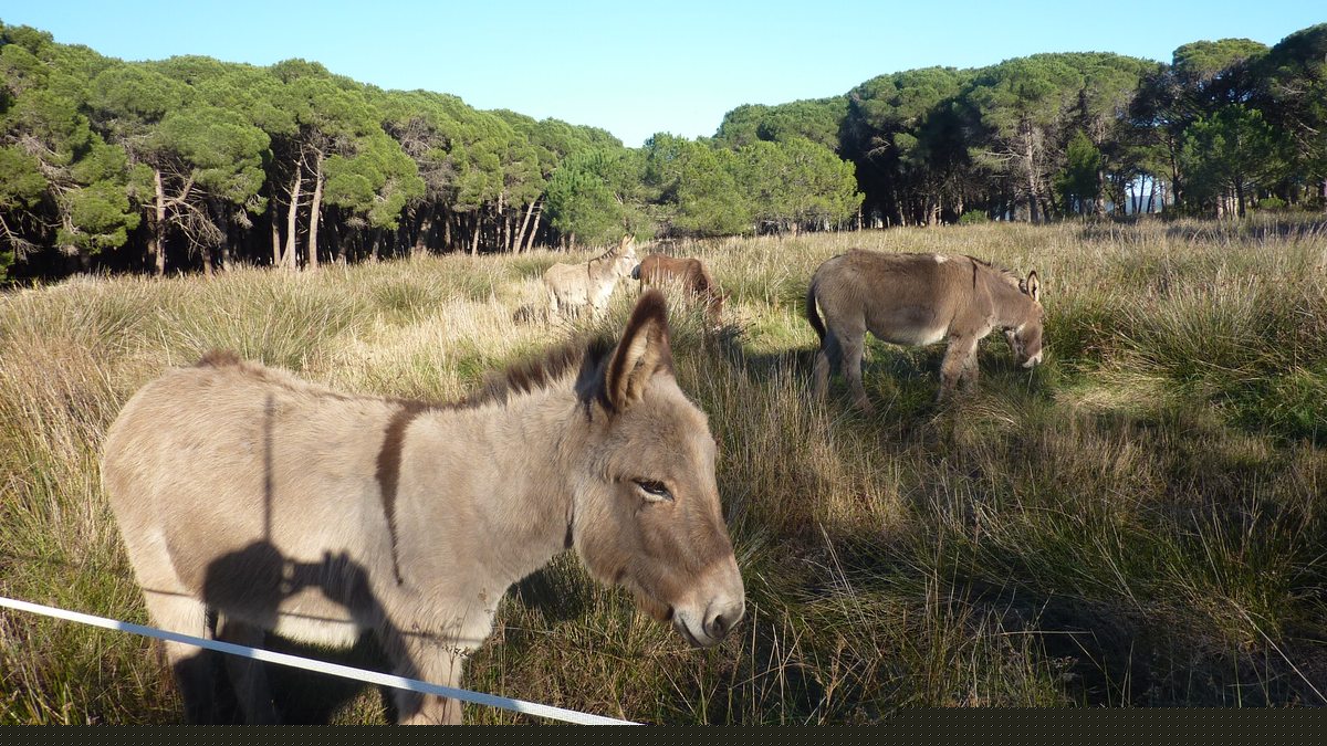 Les Salins
