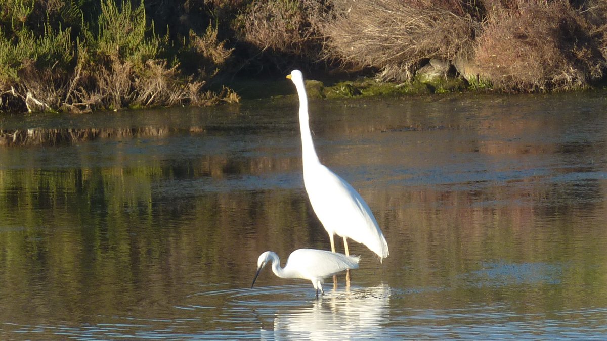 Les Salins