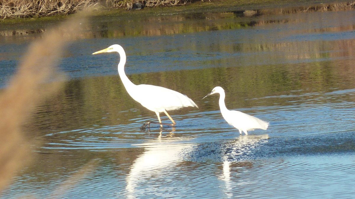 Les Salins