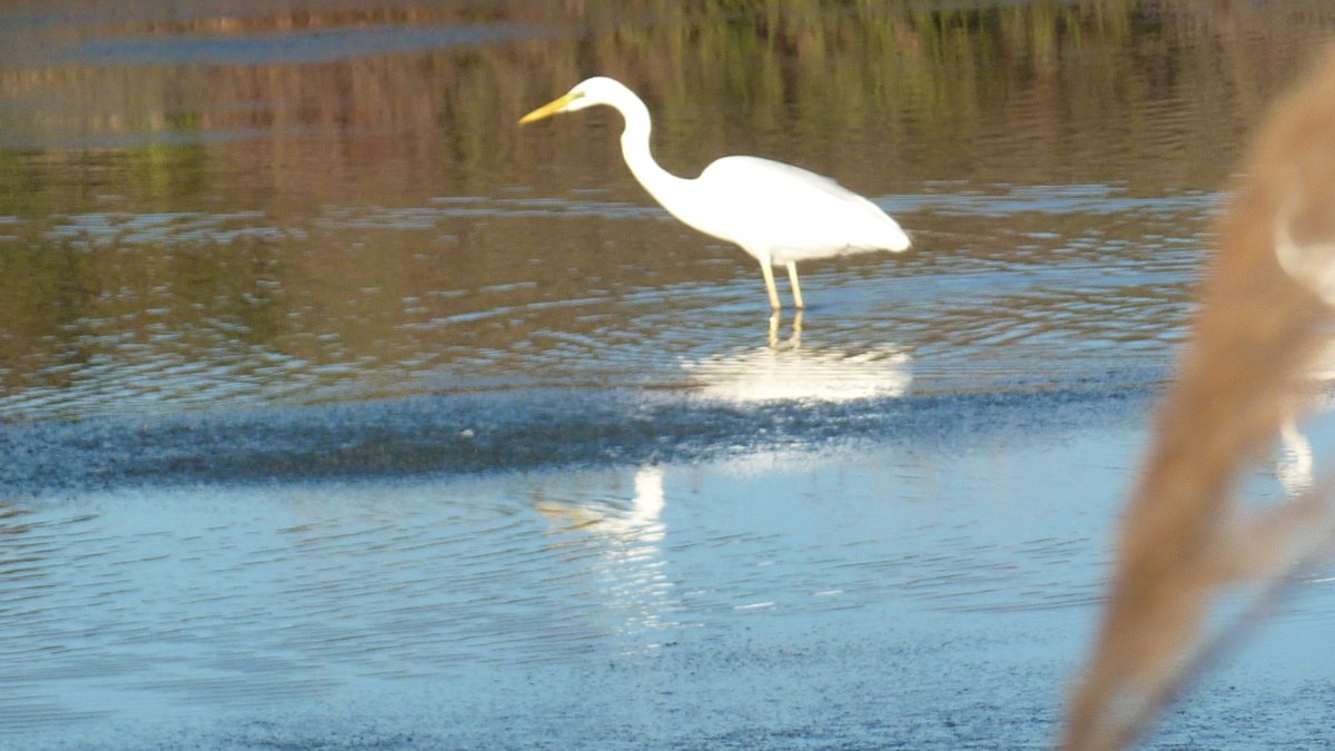 Les Salins