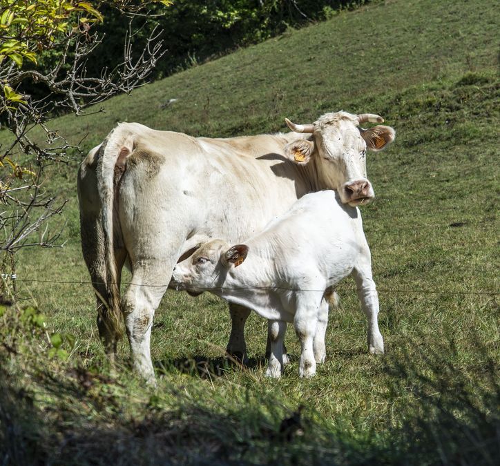 Séjour à Saint-Jean Montclar