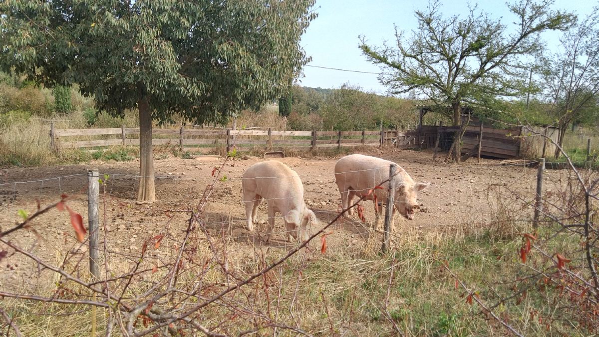 Pignans, la Lauve Saint Barthélémy