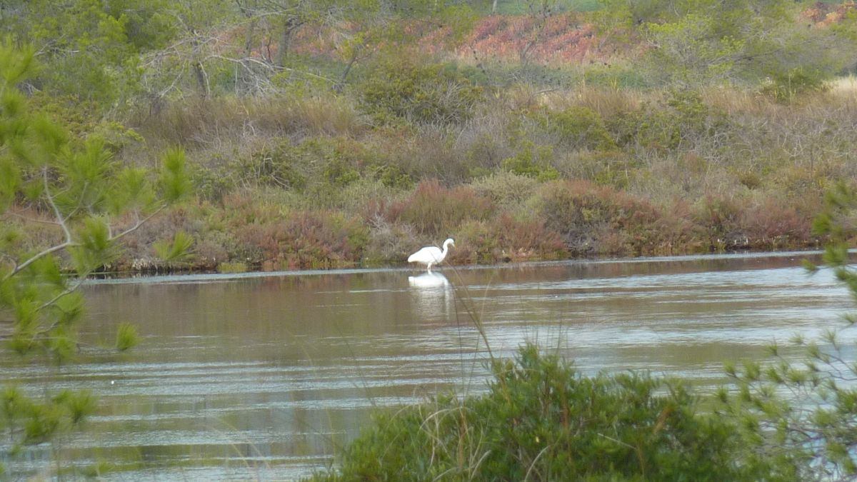 Les Salins