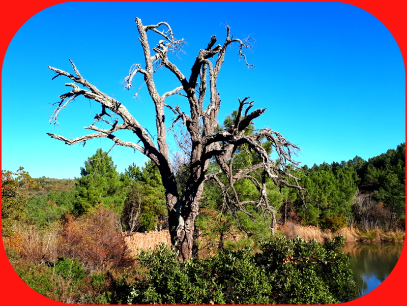 Roquebrune, le lac des Clots