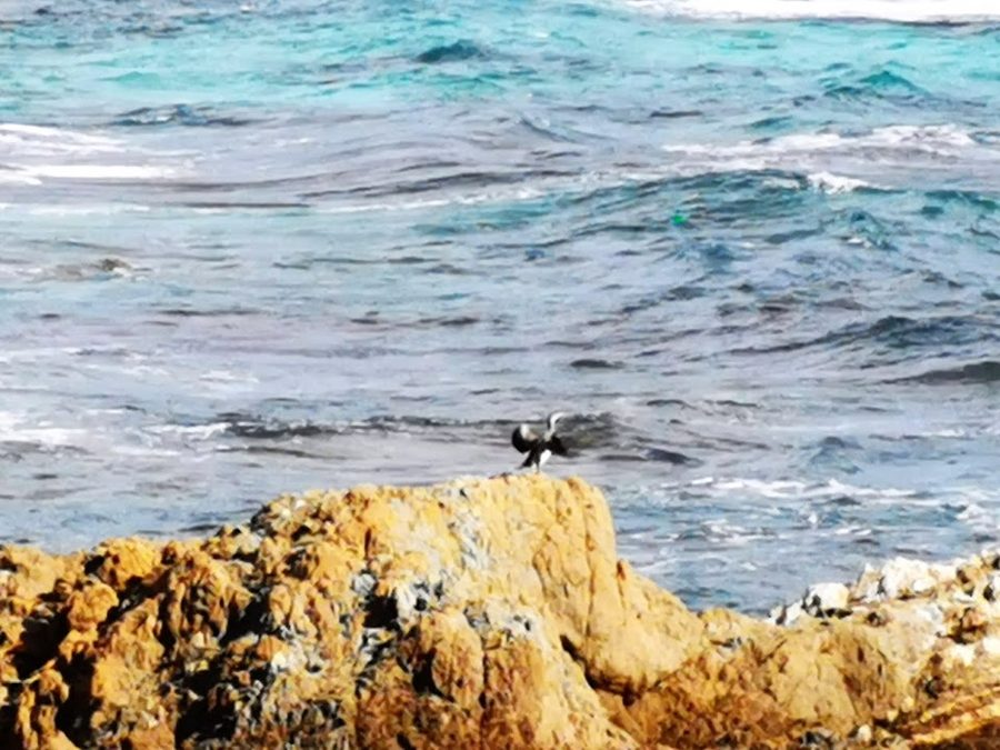Cap Taillat