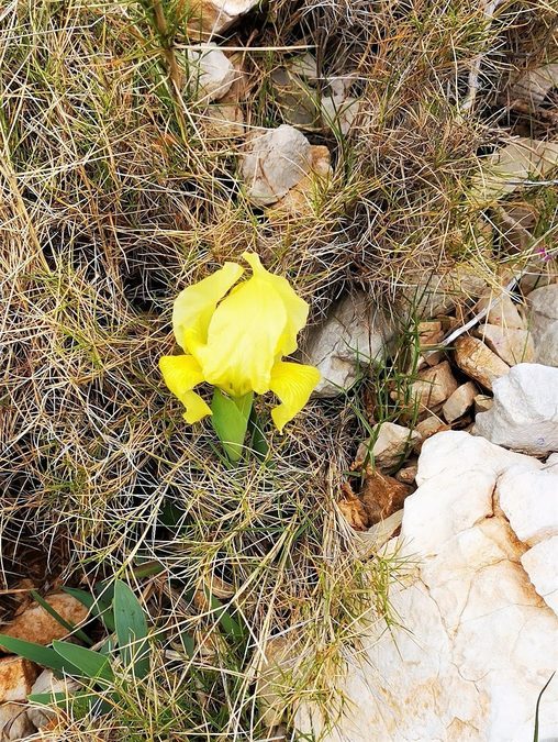Gémenos, col des Seignors