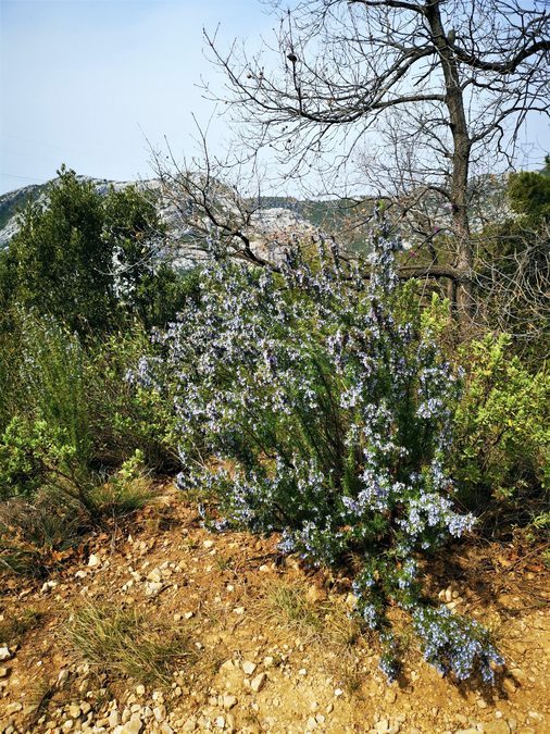 Gémenos, col des Seignors