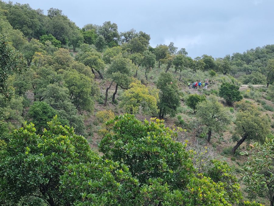 Pierrefeu, le Castellas
