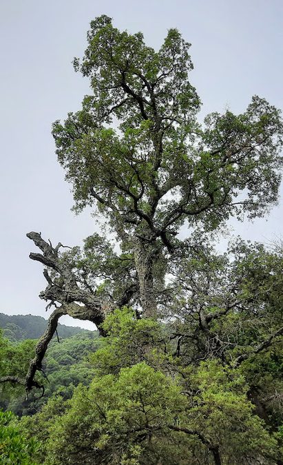 Collobrières, la chartreuse de la Verne