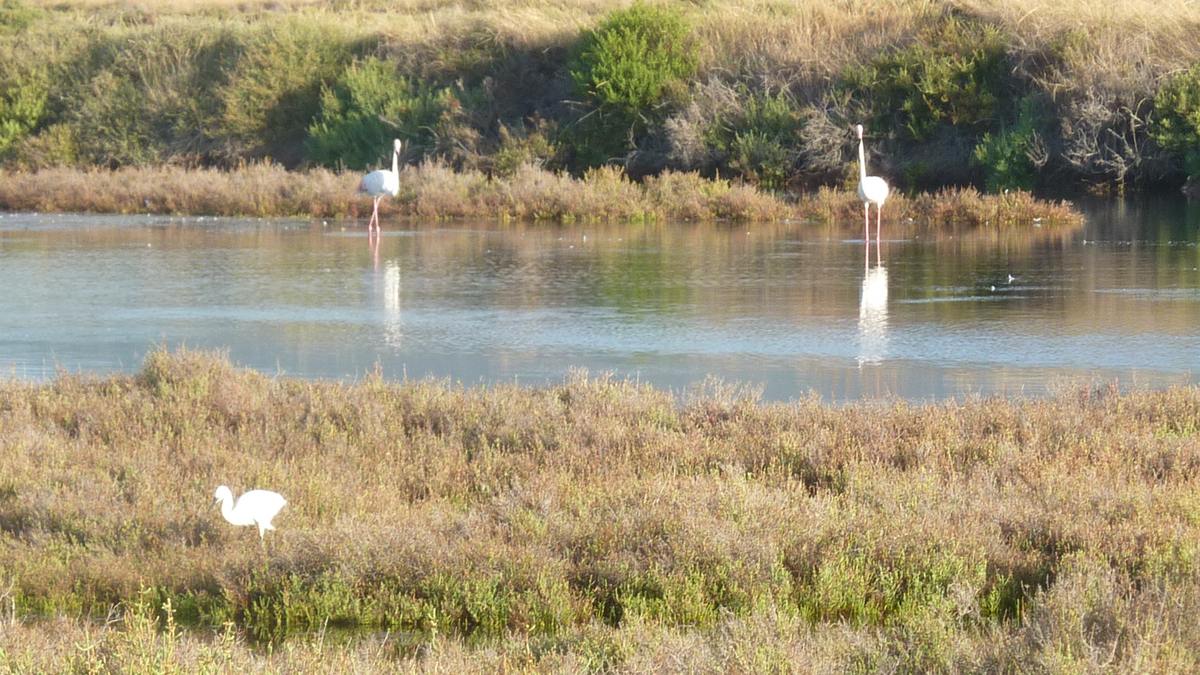 Les Salins