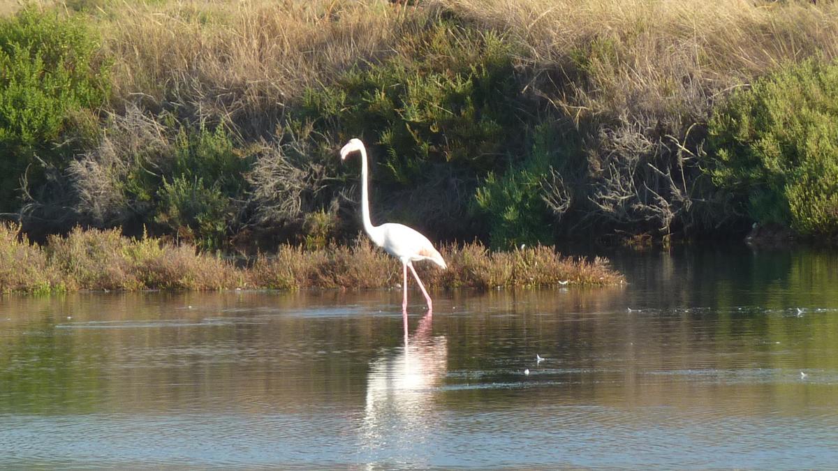 Les Salins