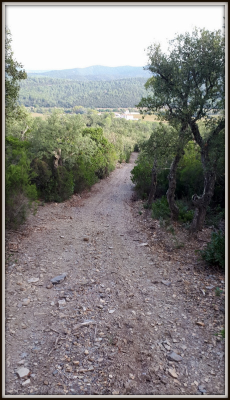 Pierrefeu, baisse des châtaigniers