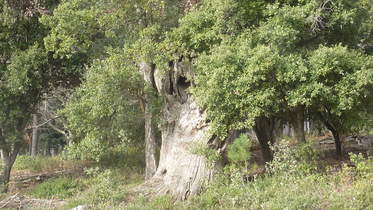 Collobrières, menhirs des Lamberts
