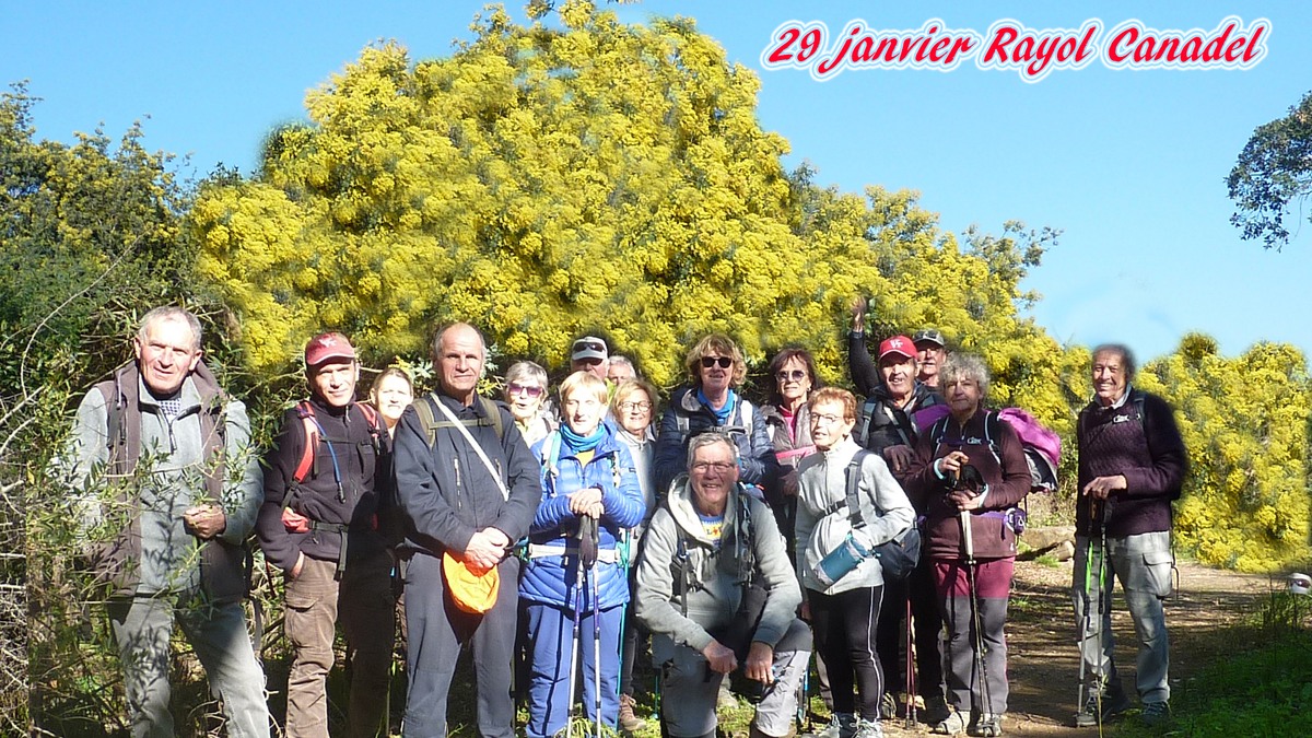 Les mimosas du Rayol