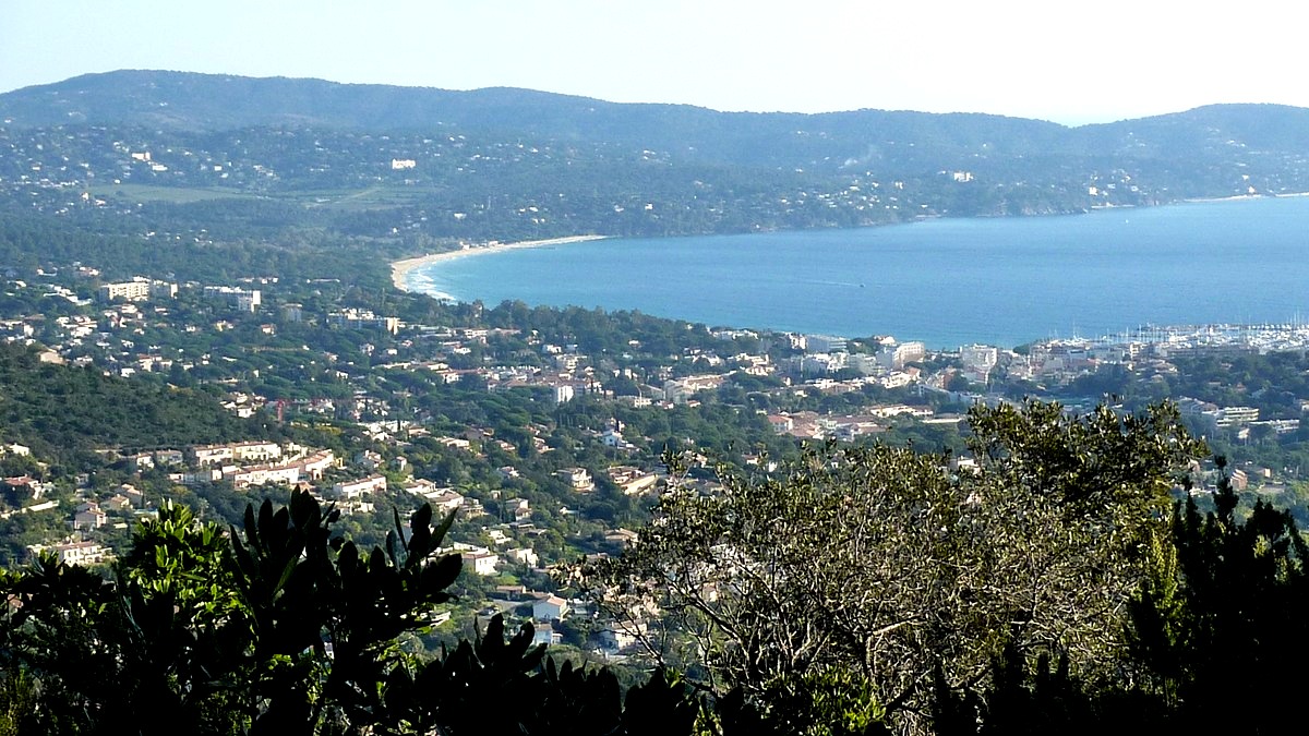 Les mimosas du Rayol