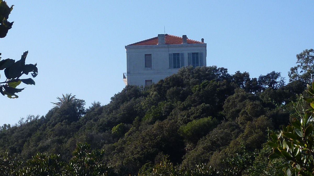 Les mimosas du Rayol