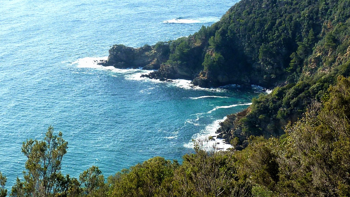 Les mimosas du Rayol