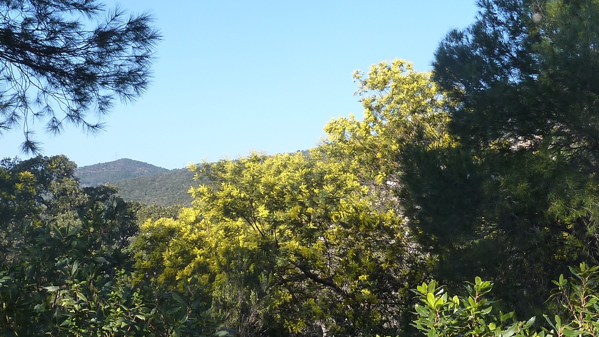 Les mimosas du Rayol