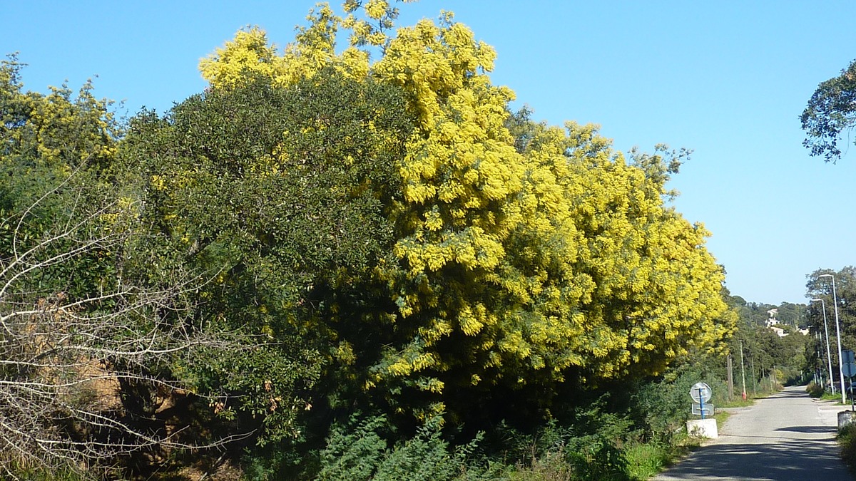 Les mimosas du Rayol