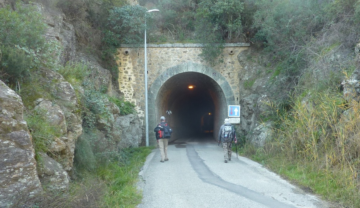 Les mimosas du Rayol