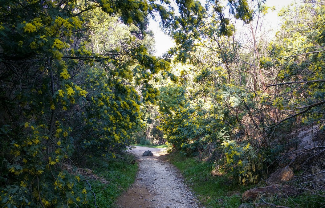 Les mimosas du Rayol