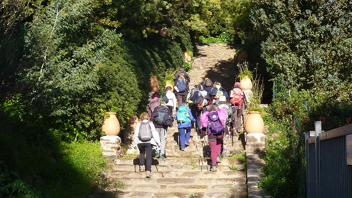 Les mimosas du Rayol