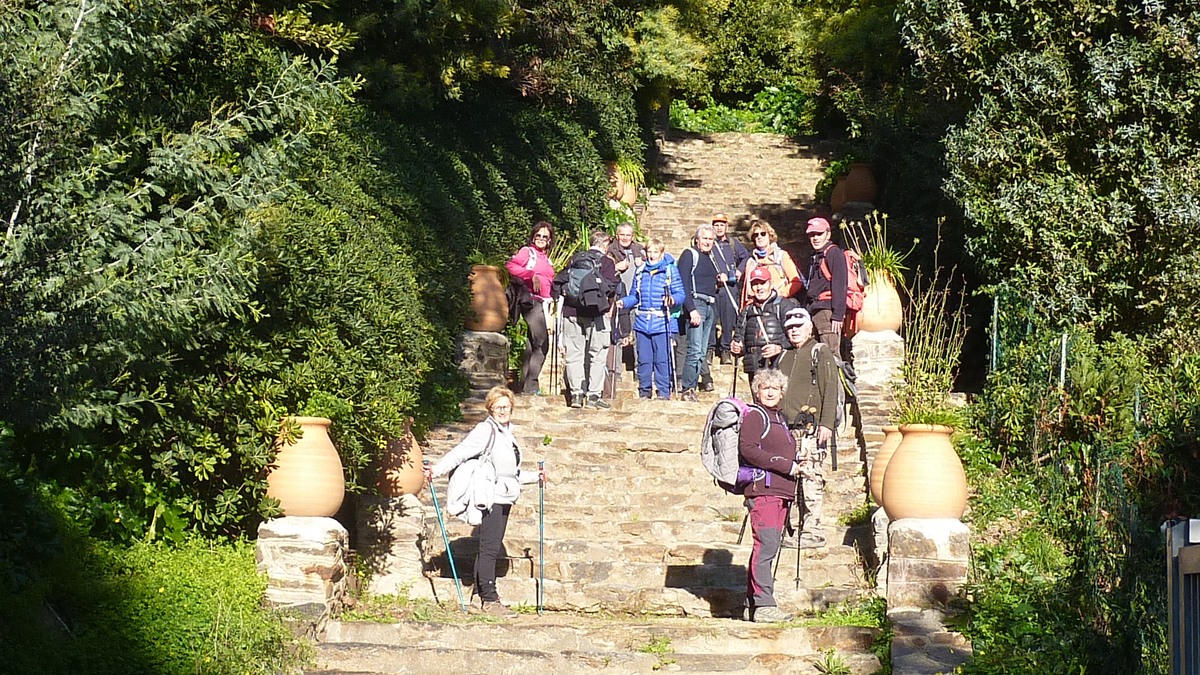Les mimosas du Rayol