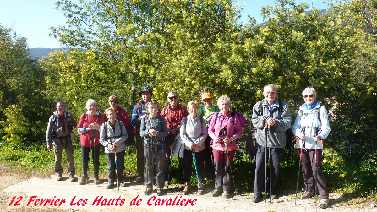 Les mimosas de Cavalière 