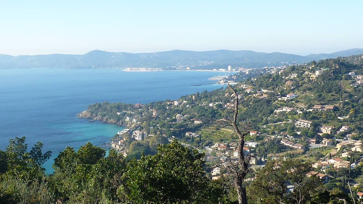 Les mimosas de Cavalière 