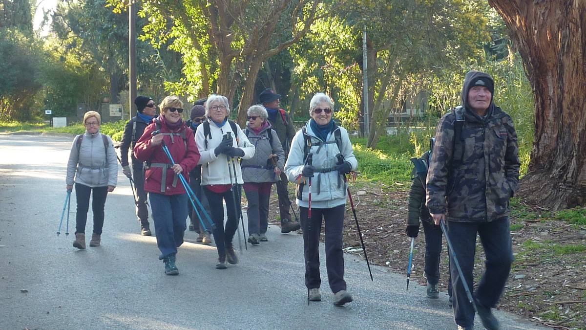Les mimosas de Cavalière 