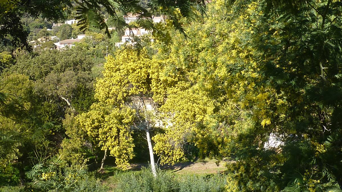 Les mimosas de Cavalière 