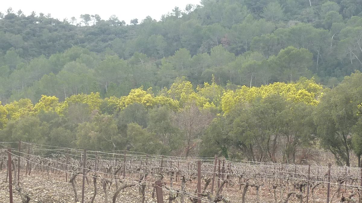 Pierrefeu, le Beaussenas 