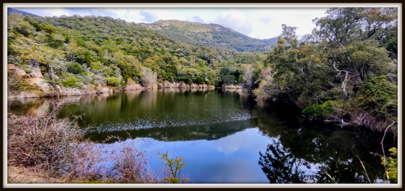 La Mole, l’Amandier