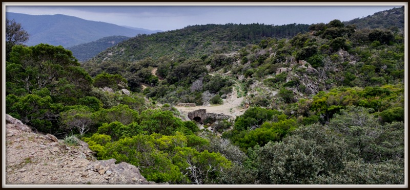 La Mole, l’Amandier