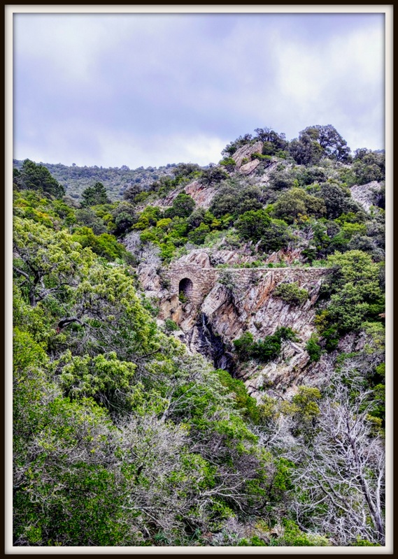 La Mole, l’Amandier
