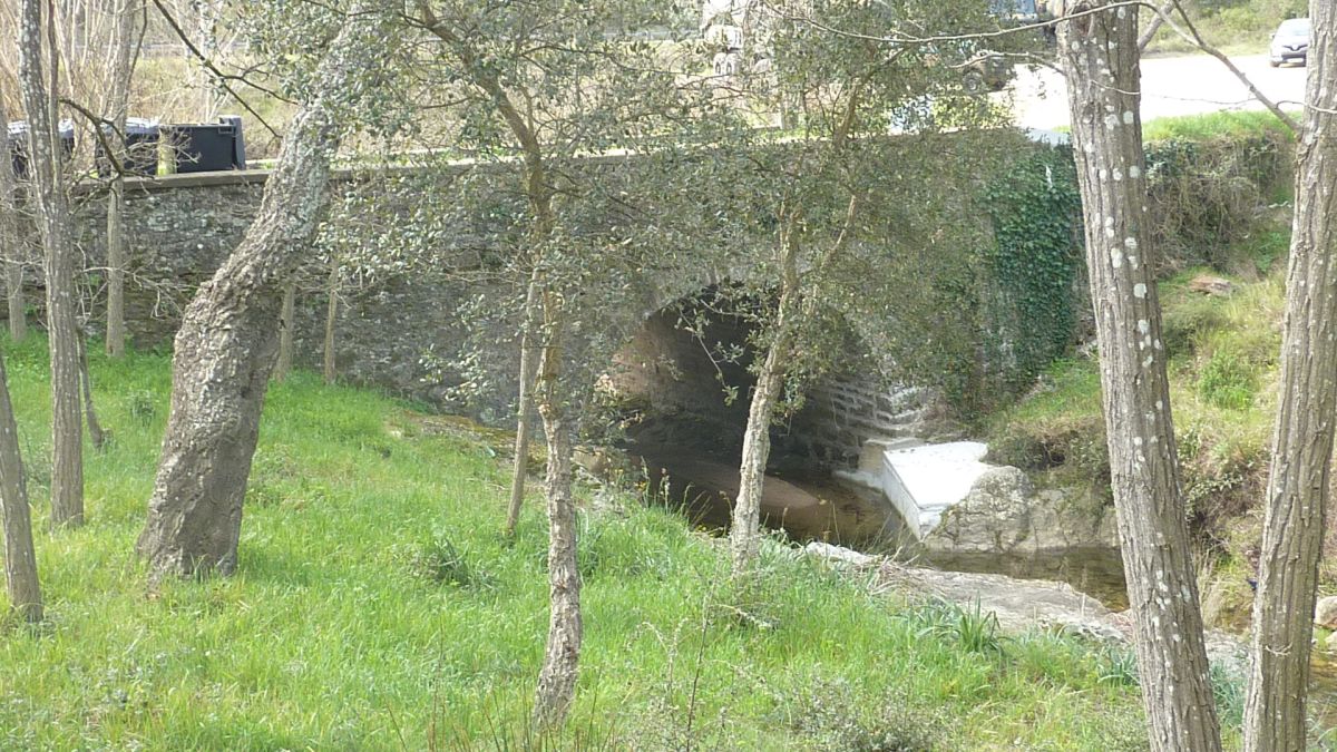 Forêt du Dom, les Caunes