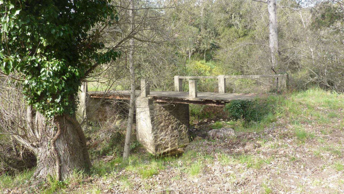 Forêt du Dom, les Caunes