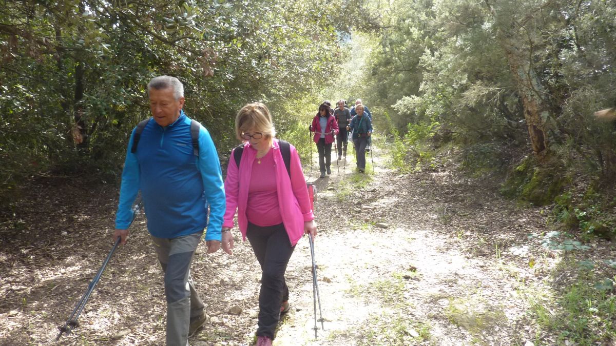 Forêt du Dom, les Caunes