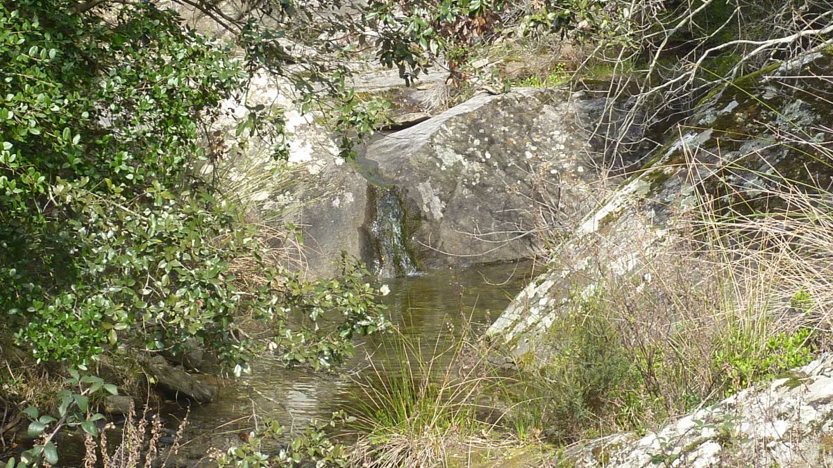 Forêt du Dom, les Caunes