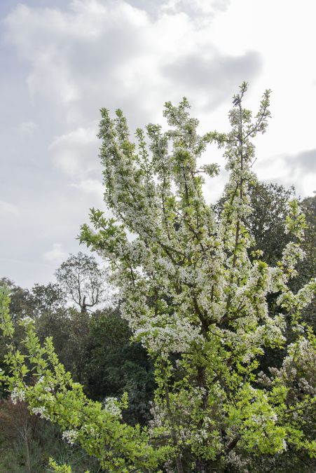 Forêt du Dom, les Caunes