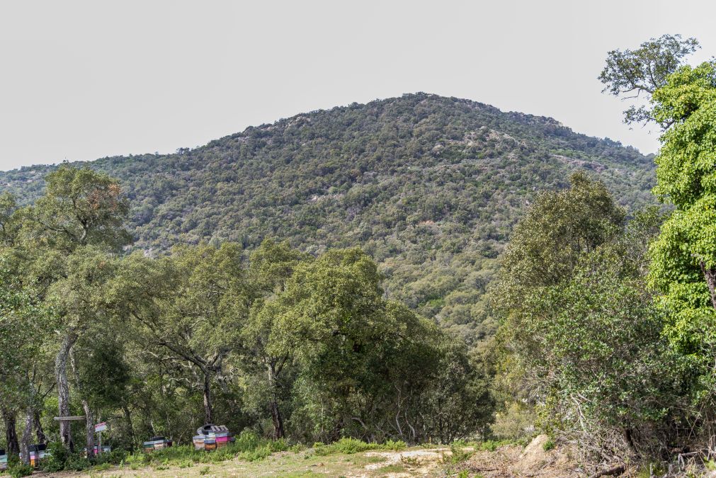 Forêt du Dom, les Caunes