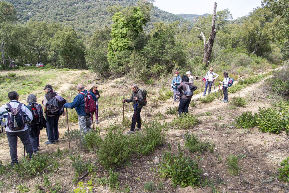 Forêt du Dom, les Caunes