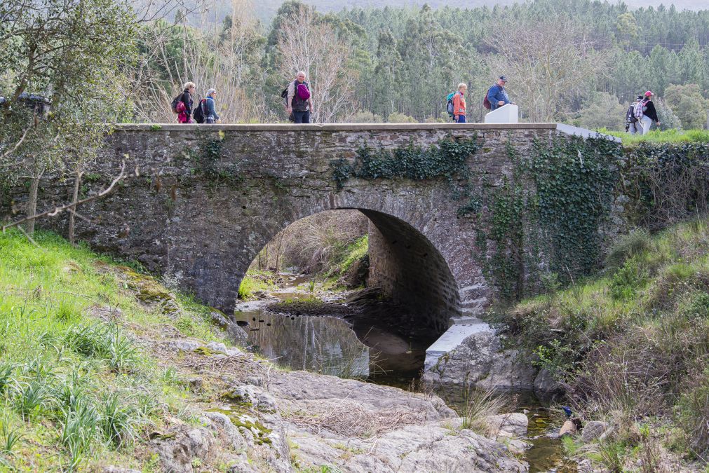 Forêt du Dom, les Caunes