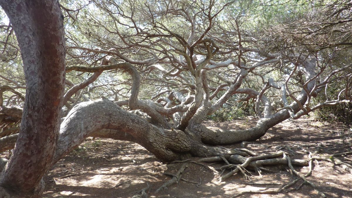 Porquerolles