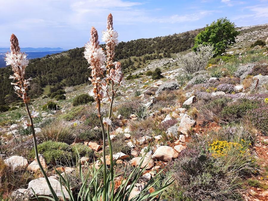 Sainte-Baume, pas de l’Aï