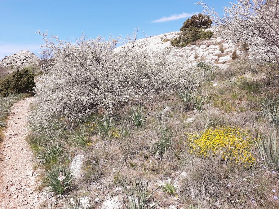 Sainte-Baume, pas de l’Aï