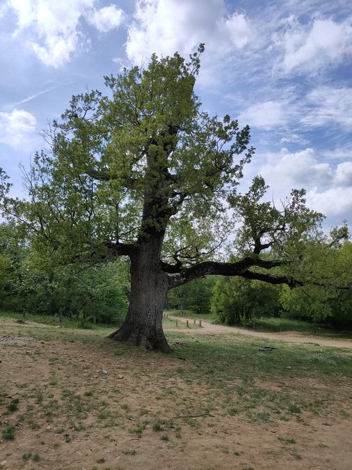 Sainte-Baume, pas de l’Aï